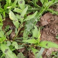 Persicaria lapathifolia  Adventices cereales St-Roch 21-06-2022 03