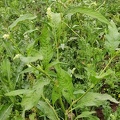 Persicaria lapathifolia  Adventices cereales St-Roch 21-06-2022 04