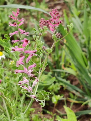 Fumaria officinalis  Adventices cereales St-Roch 21-06-2022 01