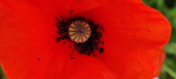 Papaver rhoeas  Adventices cereales St-Roch 21-06-2022 02