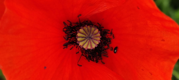 Papaver rhoeas  Adventices cereales St-Roch 21-06-2022 03