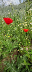 Papaver rhoeas  Adventices cereales St-Roch 21-06-2022 04