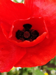 Papaver rhoeas  Adventices cereales St-Roch 21-06-2022 05