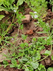 Veronica serpyllifolia  Adventices cereales St-Roch 21-06-2022 02