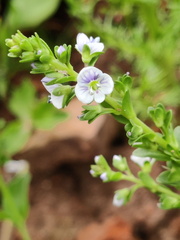 Veronica serpyllifolia  Adventices cereales St-Roch 21-06-2022 03