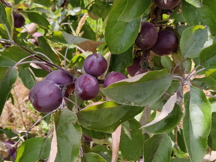 Pomme Genova CTHorticole GBX 24-06-2022 02