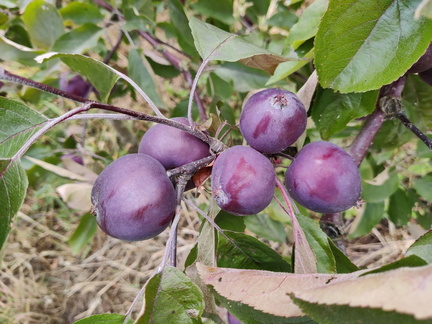 Pomme Genova CTHorticole GBX 24-06-2022 03