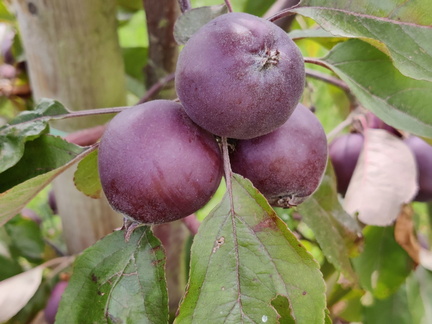 Pomme Genova CTHorticole GBX 24-06-2022 04