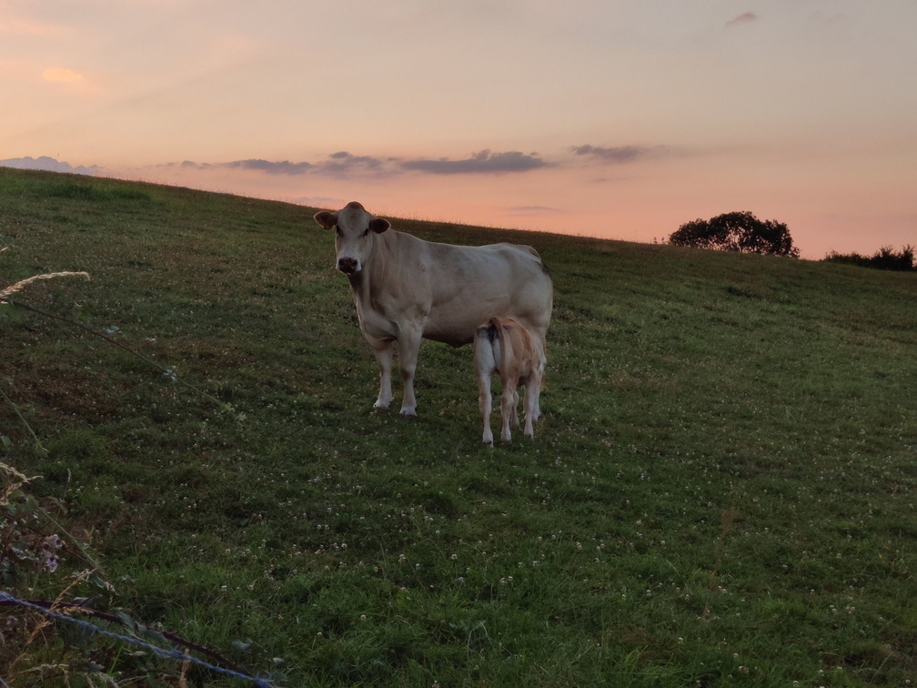 blonde aquitaine Sprimont 15-07-22 04