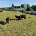 mouton Zwartbles Sprimont 17-07-22 01