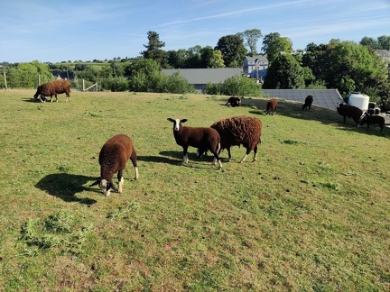 mouton Zwartbles Sprimont 17-07-22 01