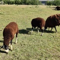 mouton Zwartbles Sprimont 17-07-22 02