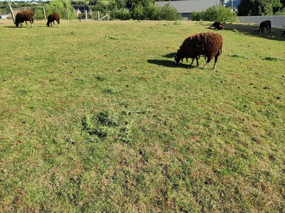 mouton Zwartbles Sprimont 17-07-22 03