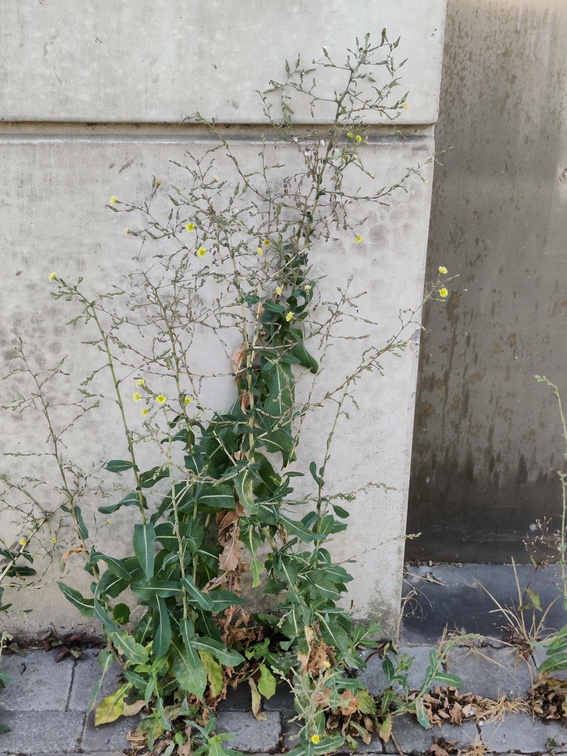 Lactuca serriola Sprimont 23-07-22 02