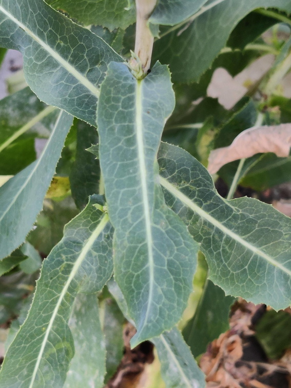 Lactuca serriola Sprimont 23-07-22 04