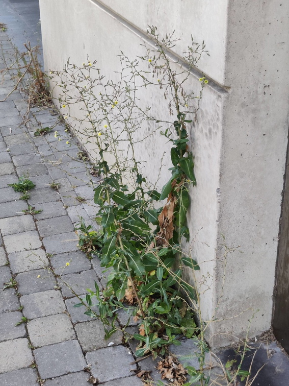 Lactuca serriola Sprimont 23-07-22 05