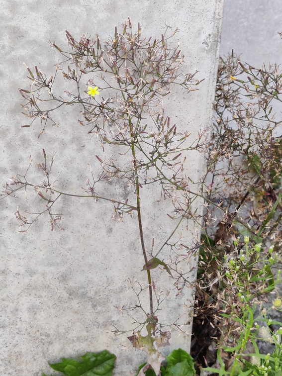 Lactuca muralis Sprimont 23-07-22 01