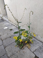 Lactuca serriola Sprimont 18-07-22 26