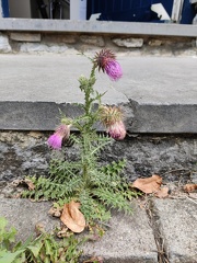 Circium vulgare Sprimont 25-07-22 20