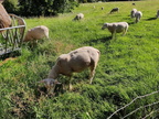 Moutons Sprimont 17-07-22 02