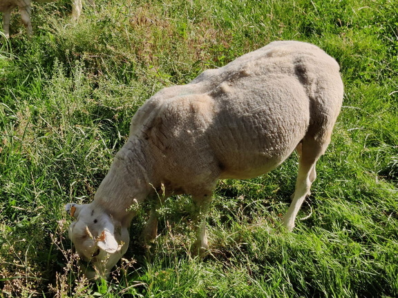 Moutons Sprimont 17-07-22 03