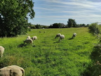 Moutons Sprimont 17-07-22 04