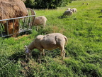 Moutons Sprimont 17-07-22 05