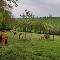 Vaches AgroFore 02.jpg