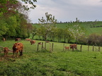 Vaches AgroFore 02