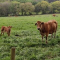 Vaches AgroFore 03.jpg