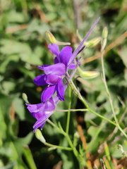 Delphinium Culture-bio Upigny 25-08-2022 01