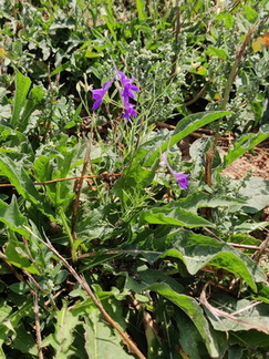 Delphinium Culture-bio Upigny 25-08-2022 02