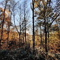 paysages foret St-Roch 13-11-2022 08