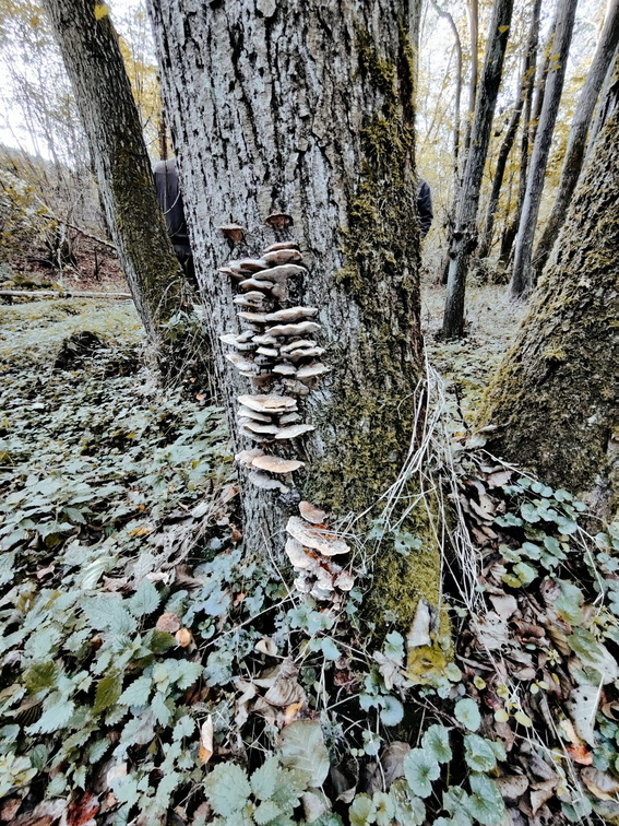 Champignons Aulne Foret-Ecole 12-11-2022 02