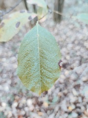 Prunus serotina Foret-Ecole 12-11-2022 01
