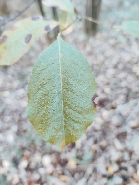 Prunus serotina Foret-Ecole_12-11-2022_01.jpg