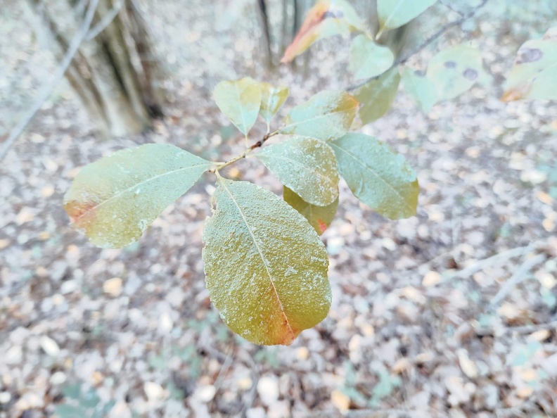 Prunus serotina Foret-Ecole_12-11-2022_02.jpg