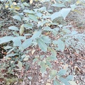 Prunus serotina Foret-Ecole 12-11-2022 06