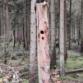 EP Arbres morts 25-12-2022 02