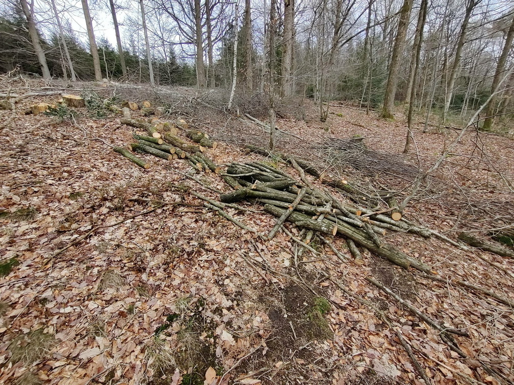 Chantier Decoupe Bois-de-Feu 19-03-2023 06