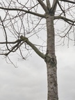 Alignement arbre Merisier Stree 23-03-2023 01