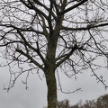 Alignement arbre Merisier Stree 23-03-2023 02