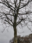 Alignement arbre Merisier Stree 23-03-2023 02
