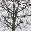 Alignement arbre Merisier Stree 23-03-2023 03