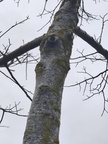 Alignement arbre Noyer Stree 23-03-2023 01