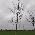 Alignement arbre Noyer Stree 23-03-2023 02