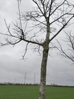 Alignement arbre Noyer Stree 23-03-2023 03