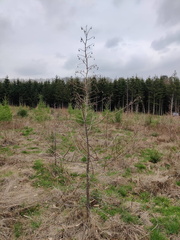 Echec plantation Melezes Sprimont Bois-de-Warnoumont 24-03-2023 01