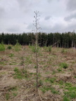 Echec plantation Melezes Sprimont Bois-de-Warnoumont 24-03-2023 01