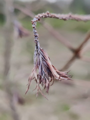 Echec plantation Melezes Sprimont Bois-de-Warnoumont 24-03-2023 02